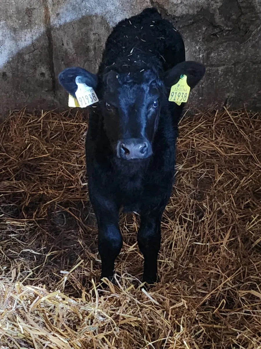 Aa calf - Image 2
