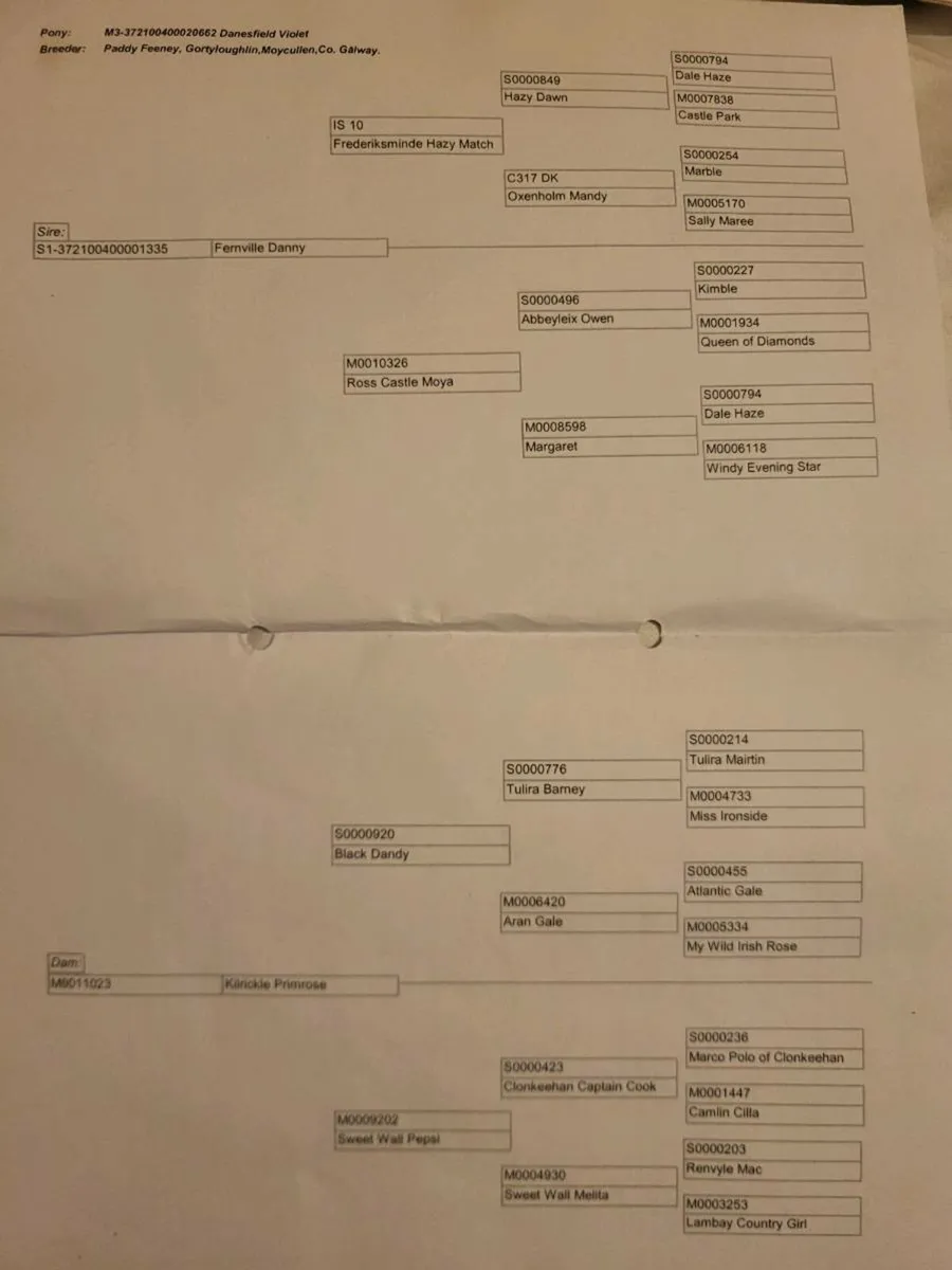 Connemara mare - Image 3