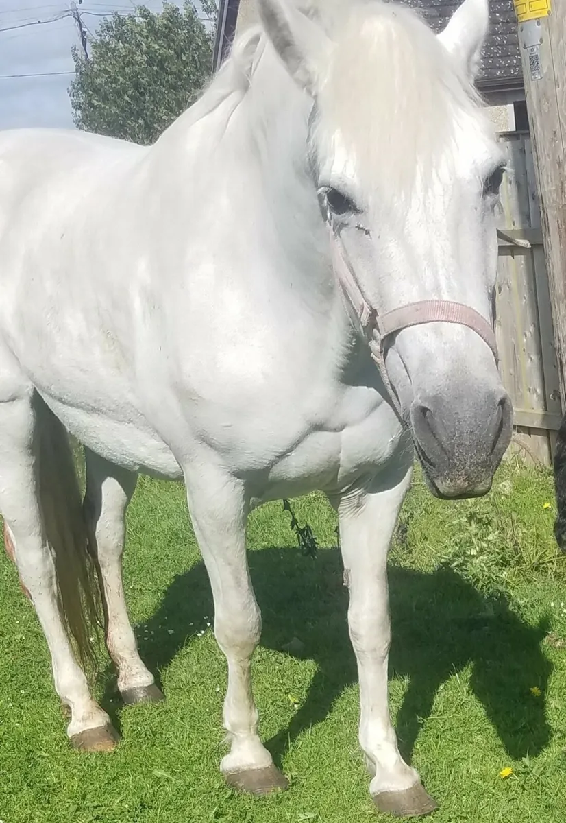 Connemara mare - Image 1