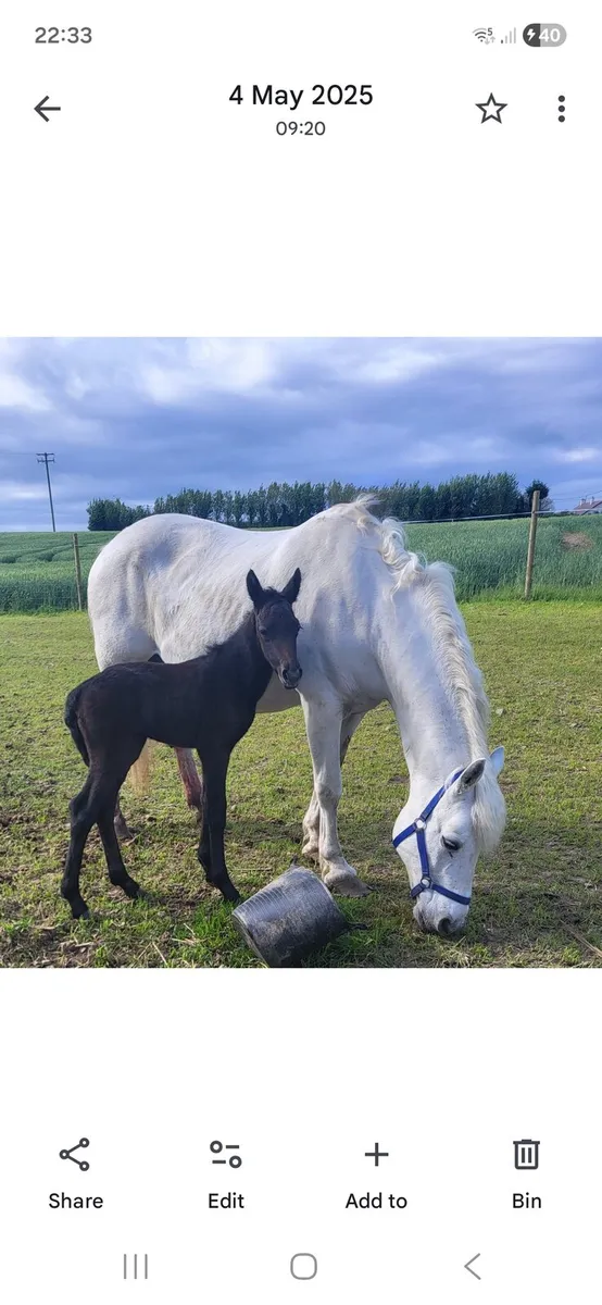 Connemara mare - Image 2