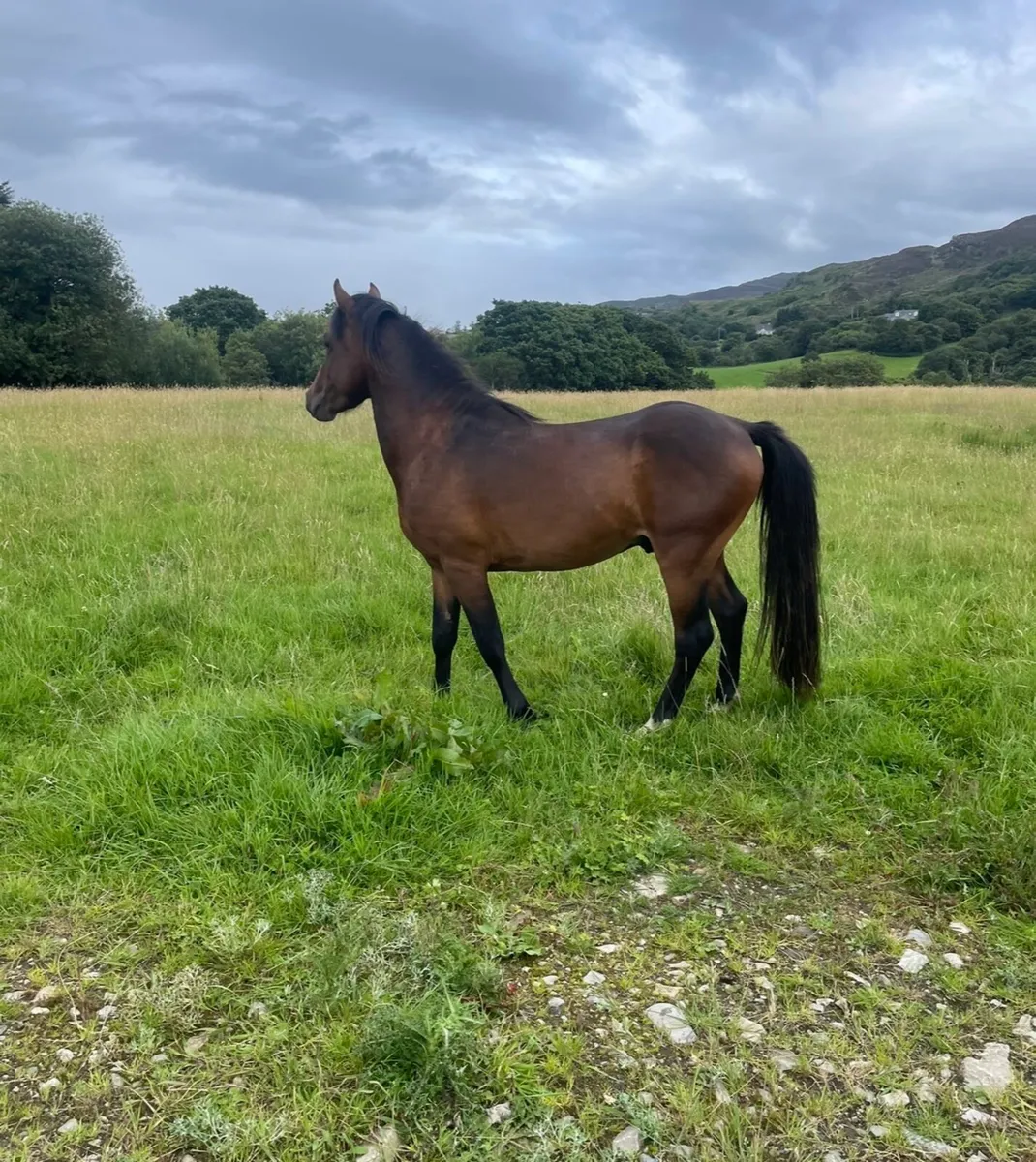 12.2 jumping pony - Image 4