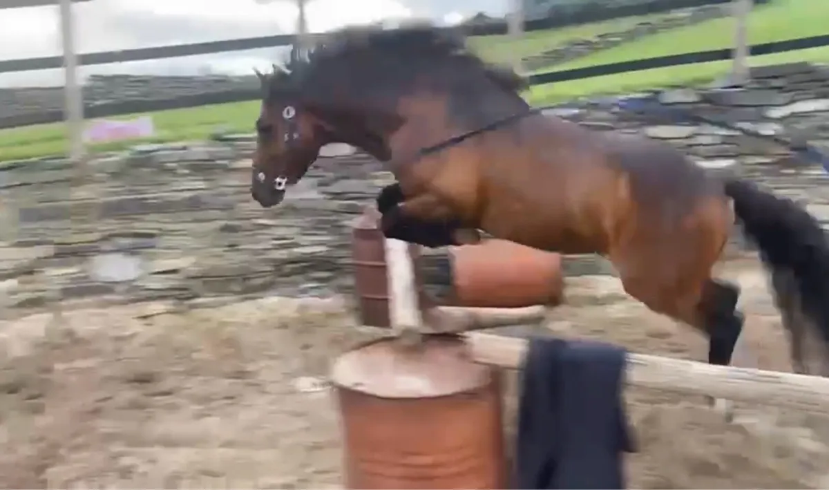 12.2 jumping pony - Image 1