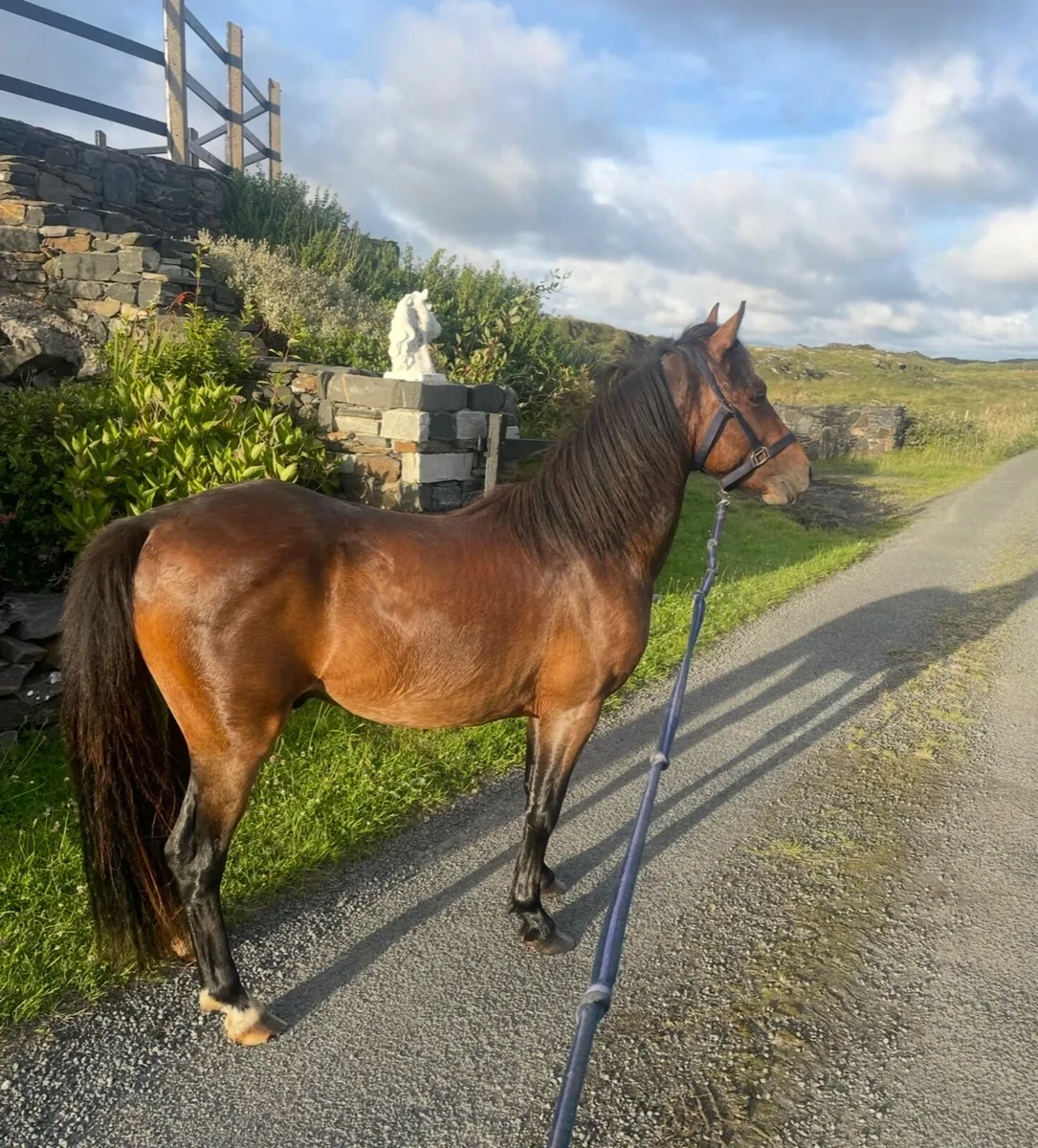 12.2 jumping pony - Image 2