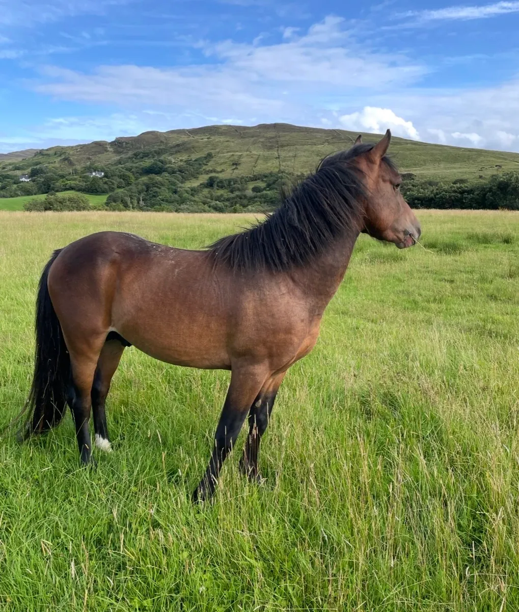 12.2 jumping pony - Image 3