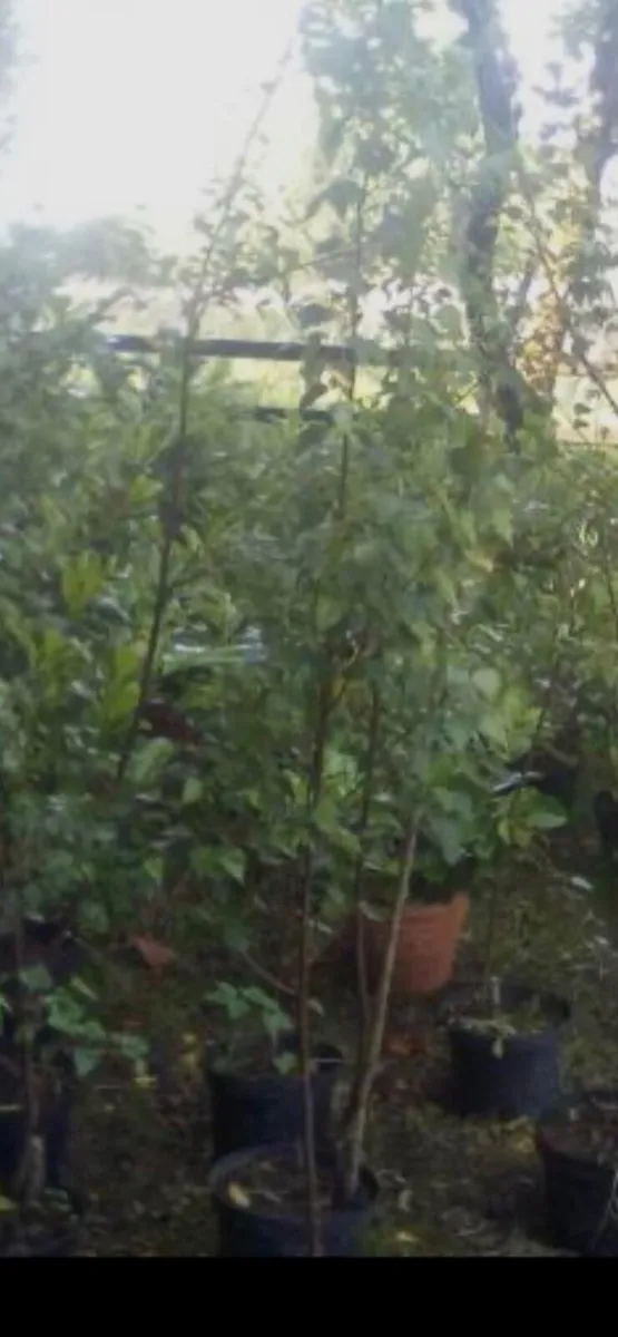 Silver birch trees - Image 1