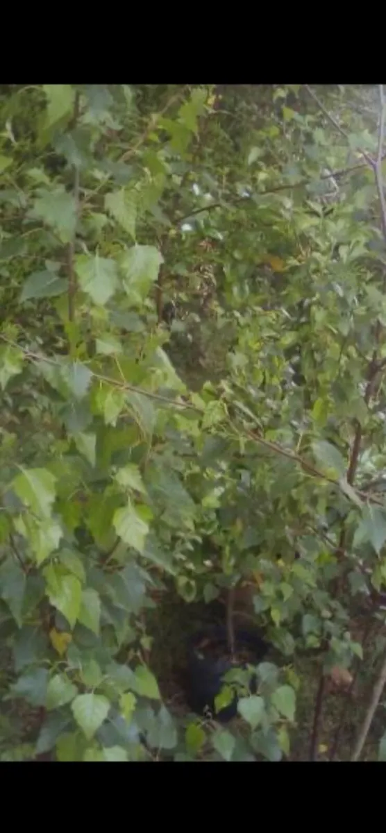 Silver birch trees - Image 3