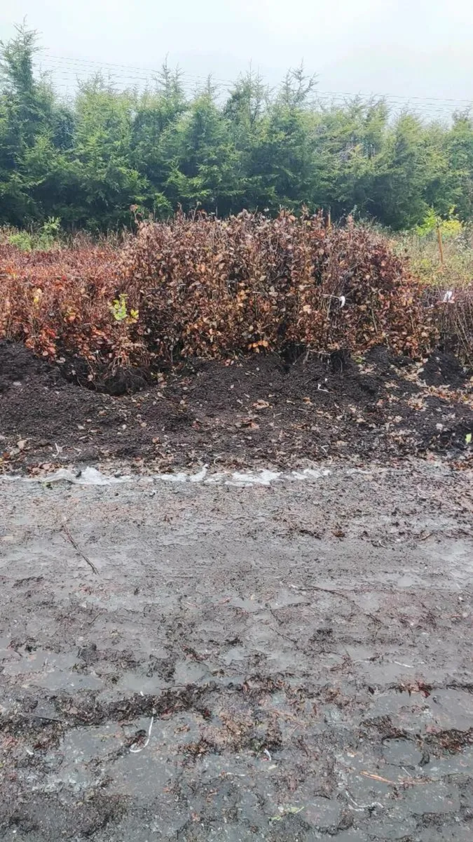 Hedging Green/Copper beech Hornbeam from 1euro - Image 3