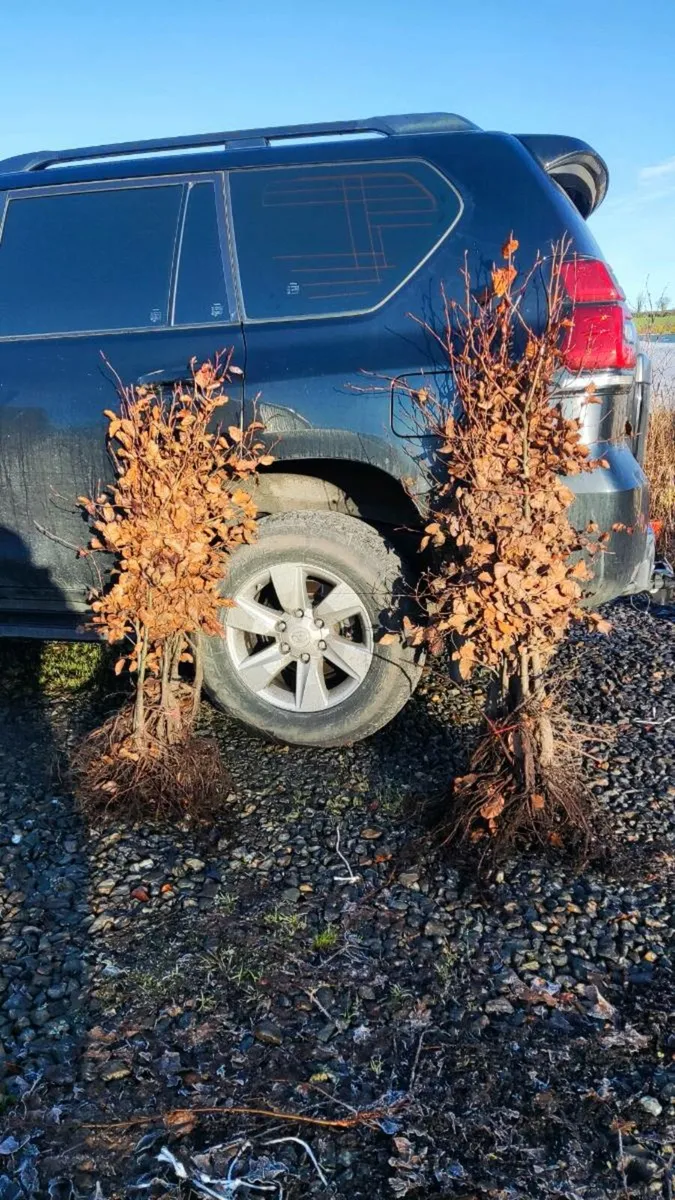 Hedging Green/Copper beech Hornbeam from 1euro - Image 1