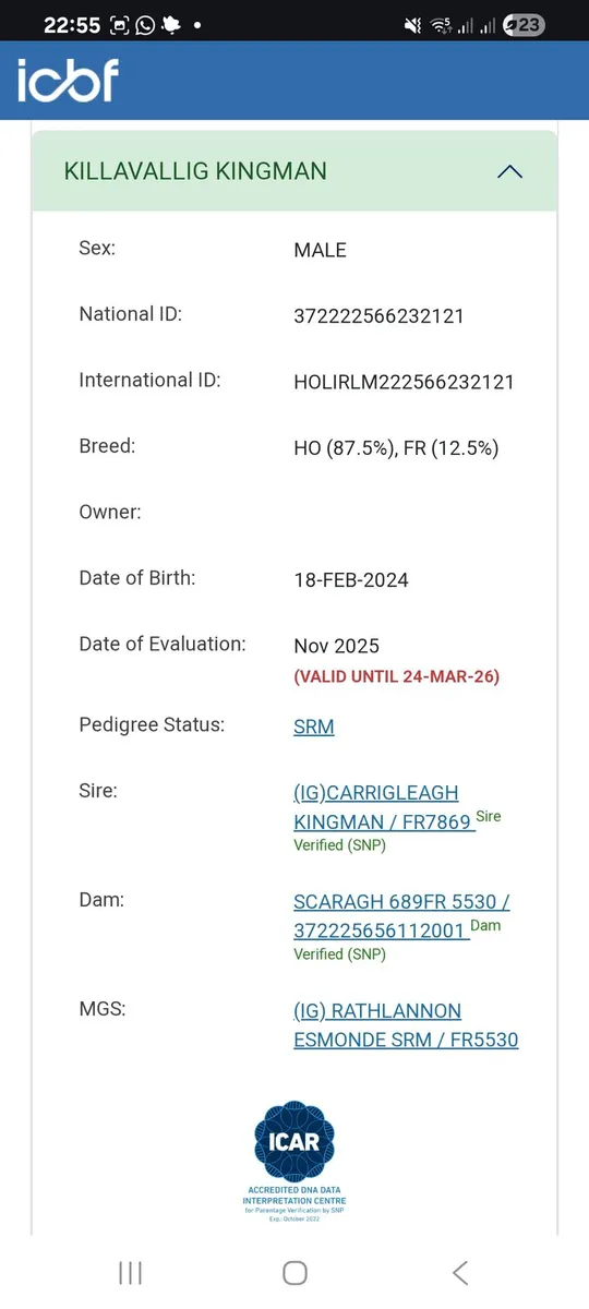 €274 EBI Bull - Image 4