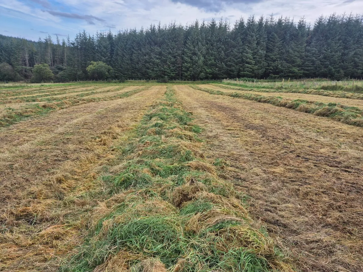 Round bale Silage - Image 4
