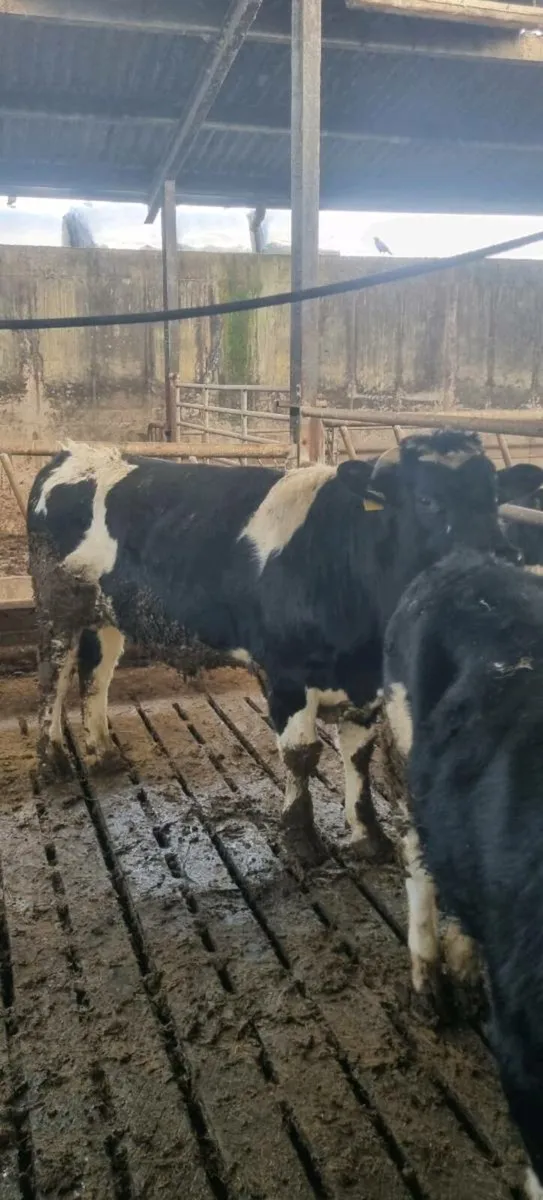 €274 EBI Bull - Image 2