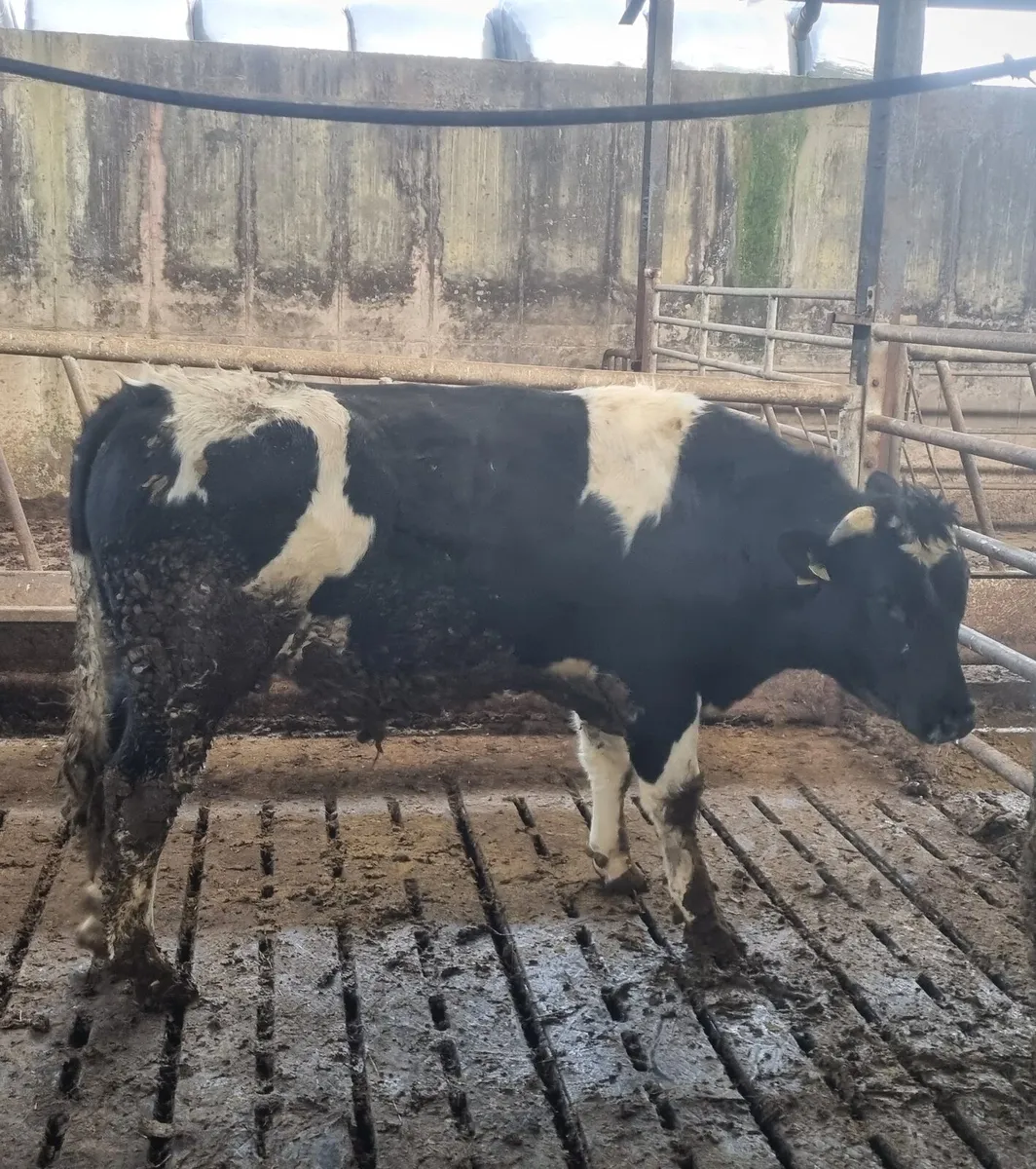 €274 EBI Bull - Image 3