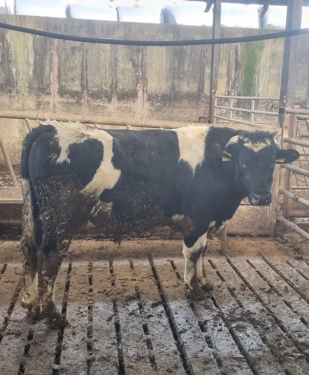 €274 EBI Bull - Image 1