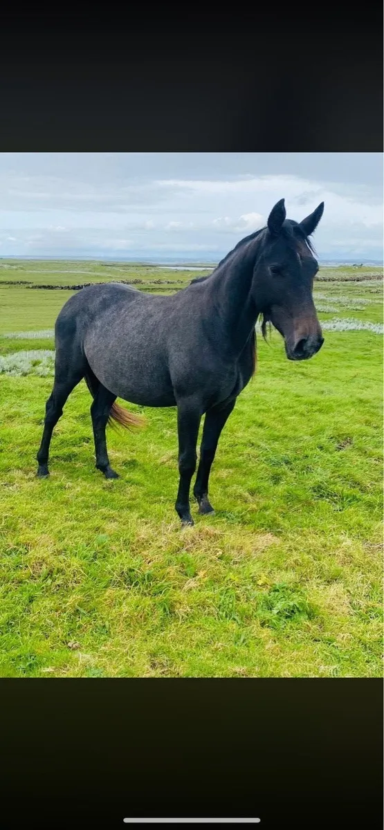 Connemara cross 3 years olds - Image 1