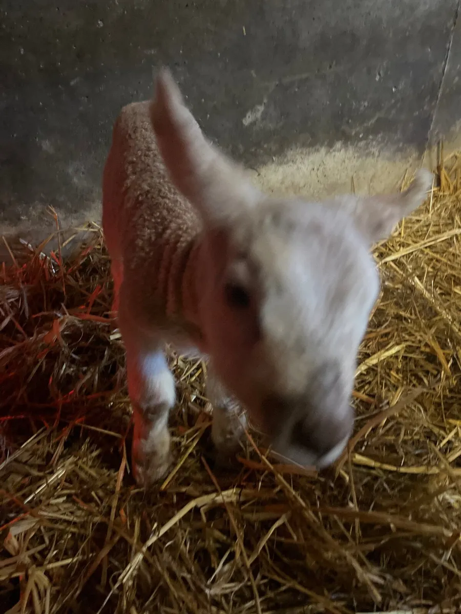 Ewe lamb - Image 1