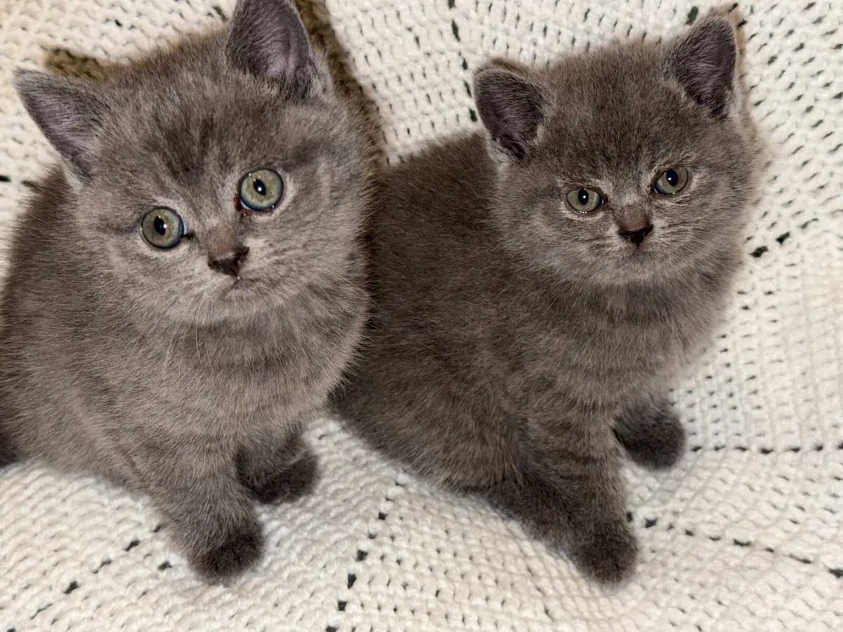 British shorthair kittens - Image 1