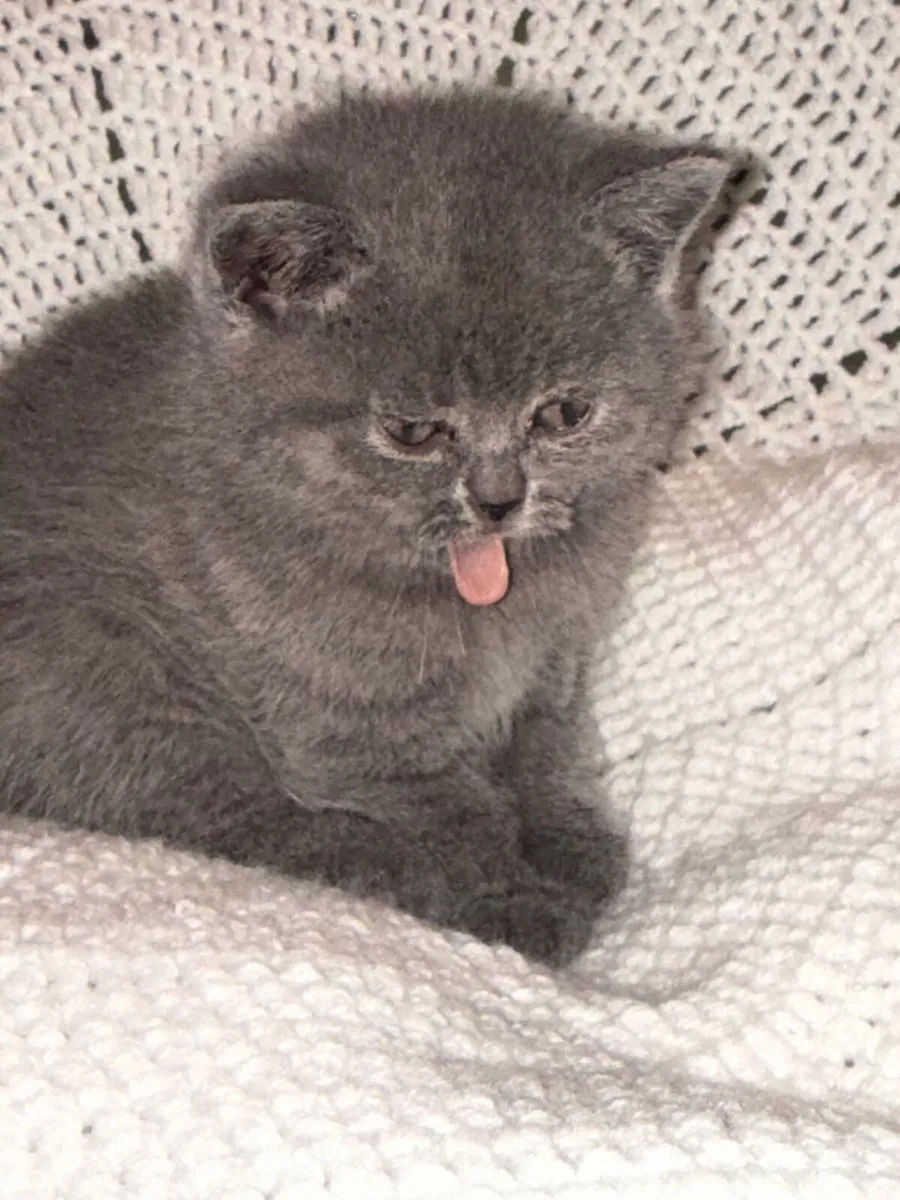 British shorthair kittens - Image 2
