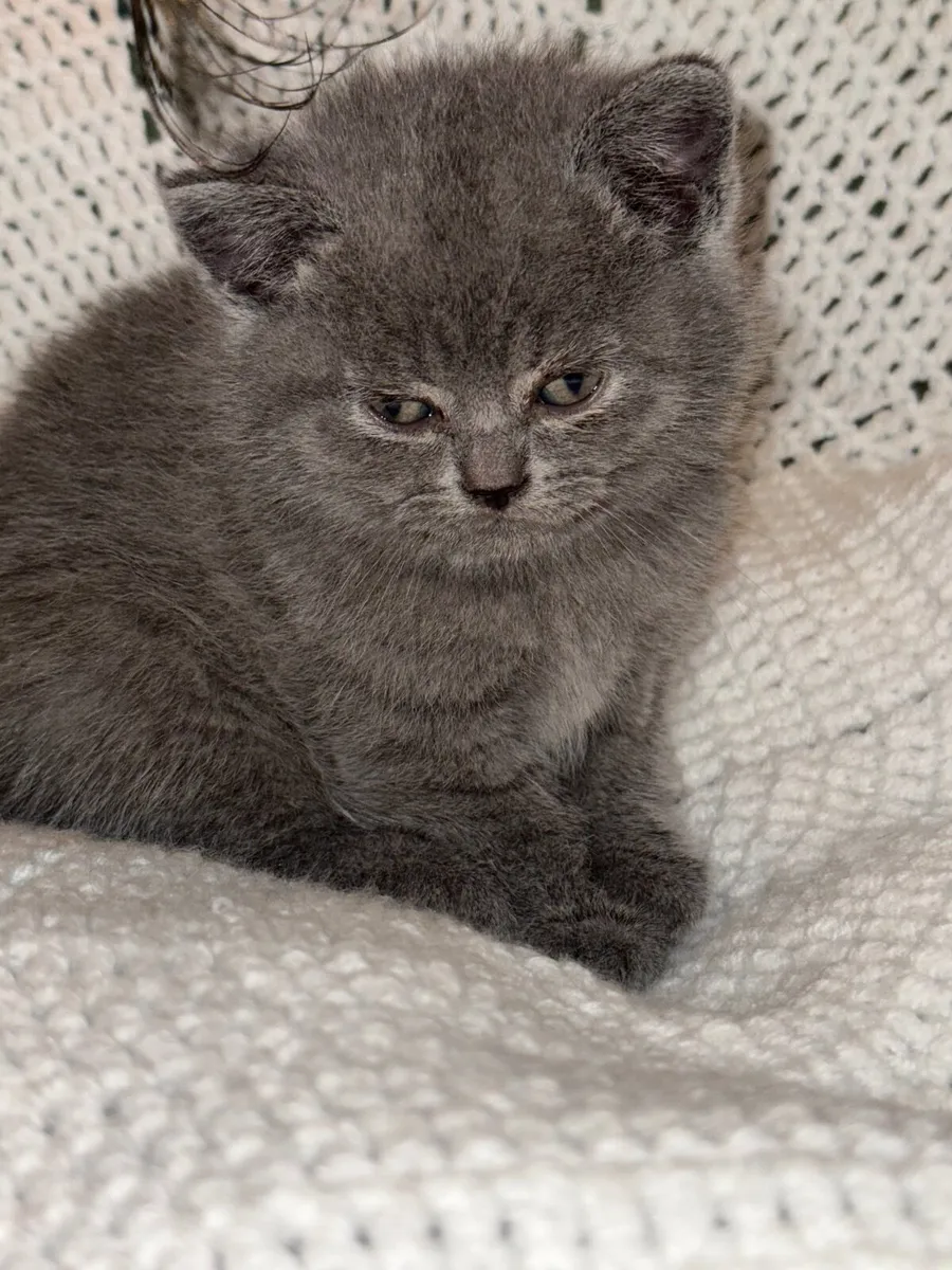 British shorthair kittens - Image 3