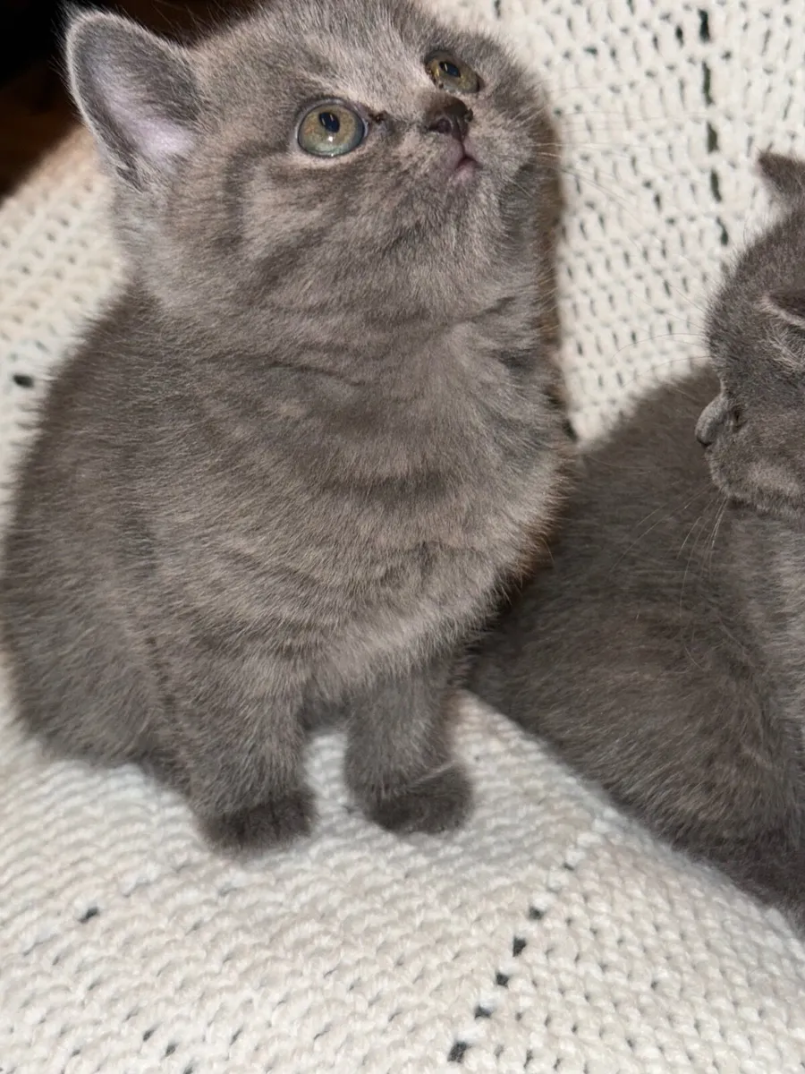 British shorthair kittens - Image 4