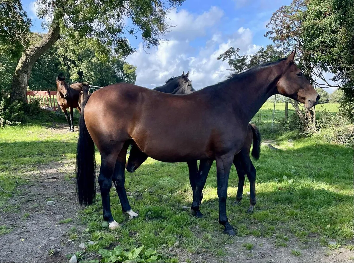Irish sport horse mare