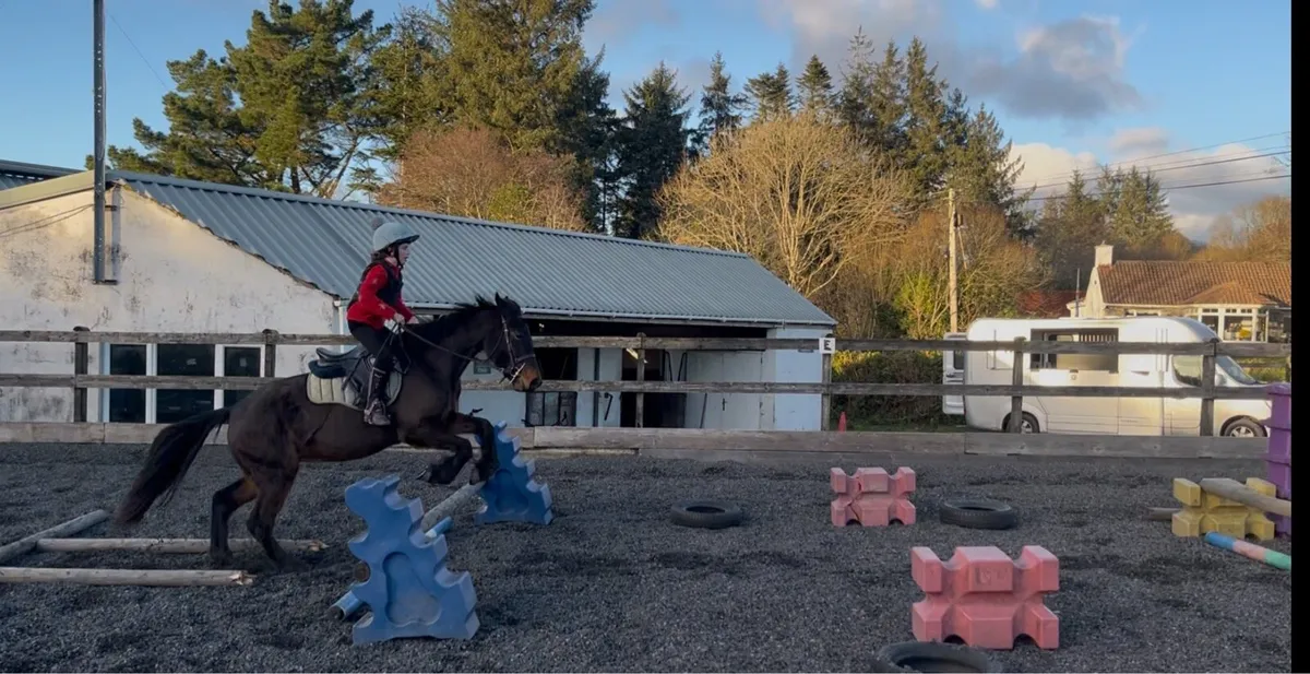 14hh bay gelding - Image 1