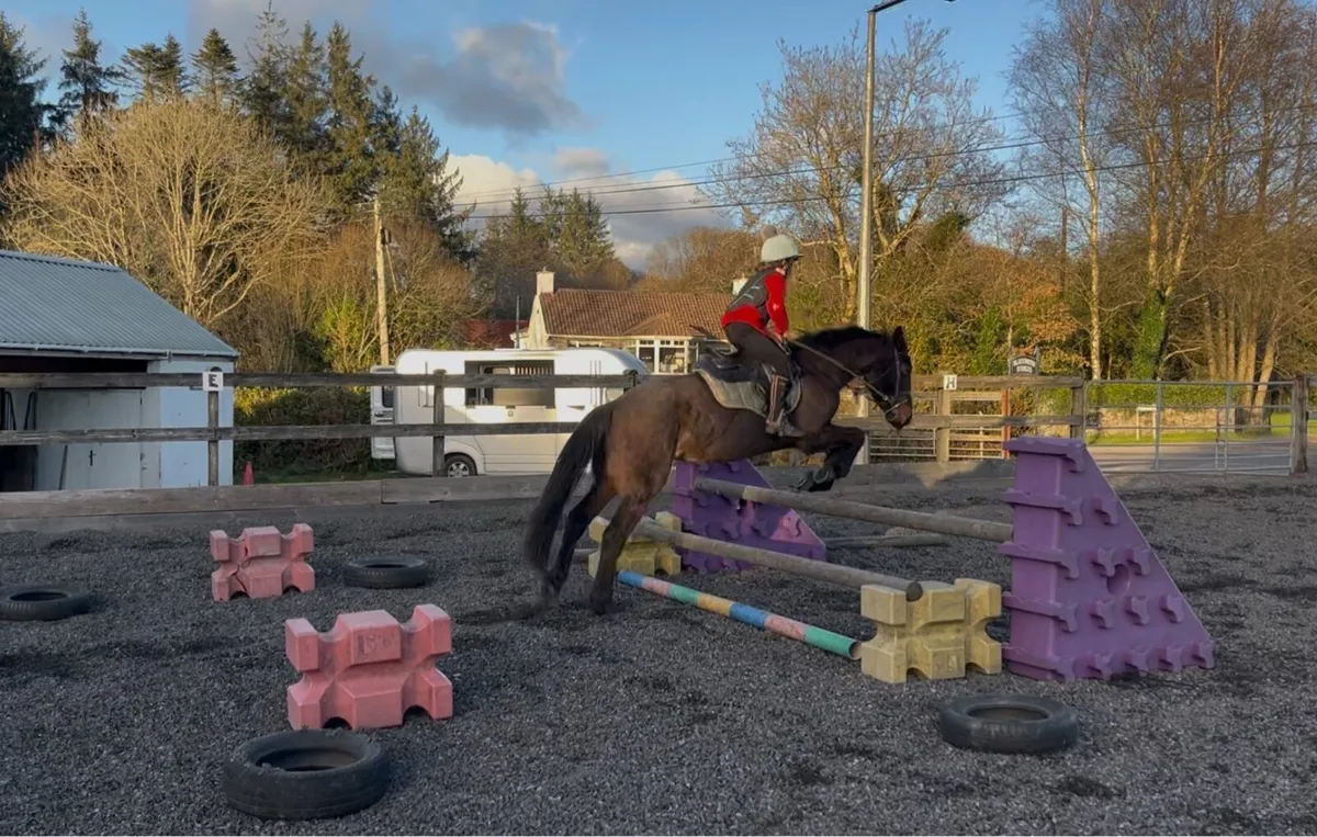 14hh bay gelding - Image 2