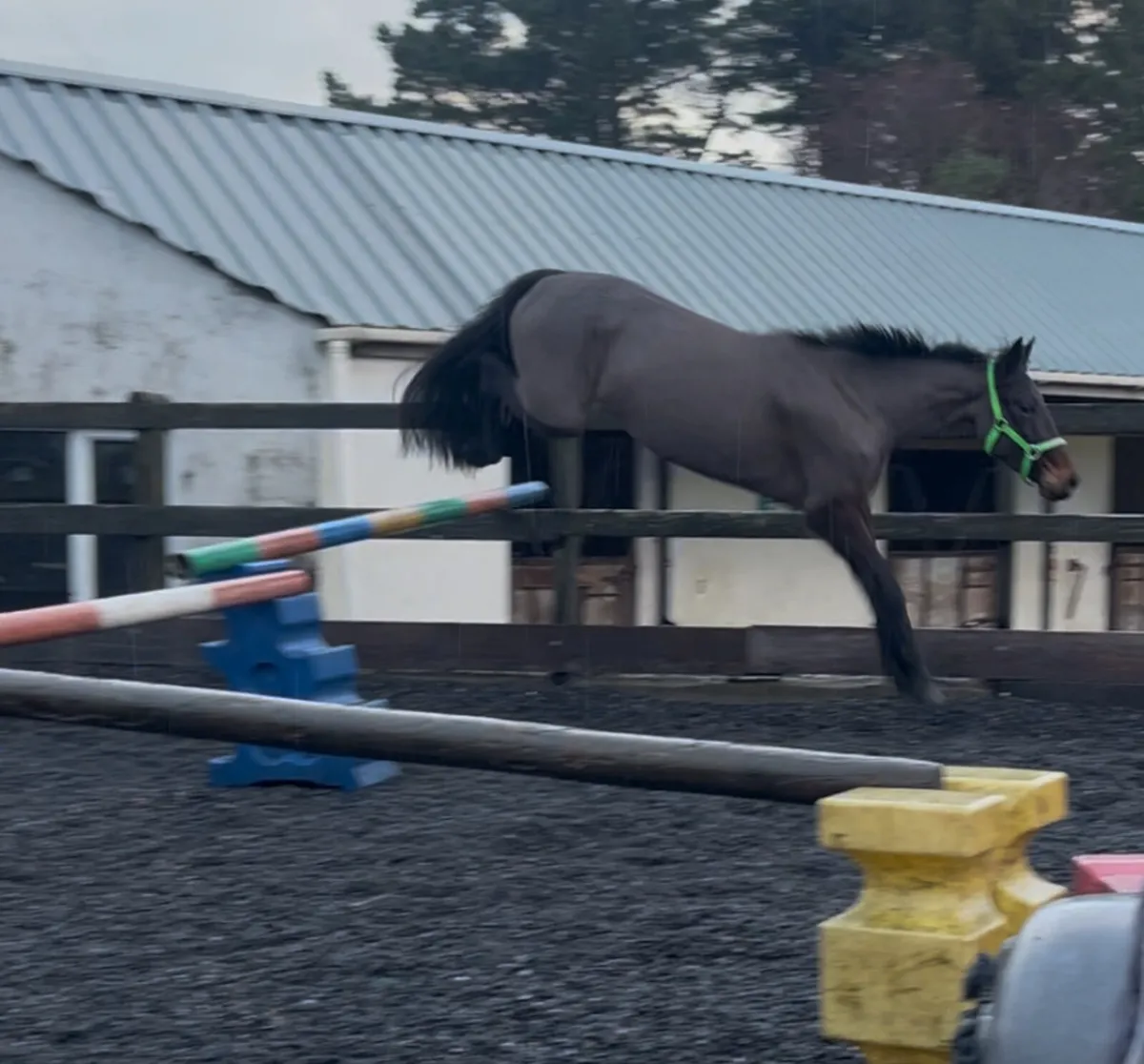 14hh bay gelding - Image 4