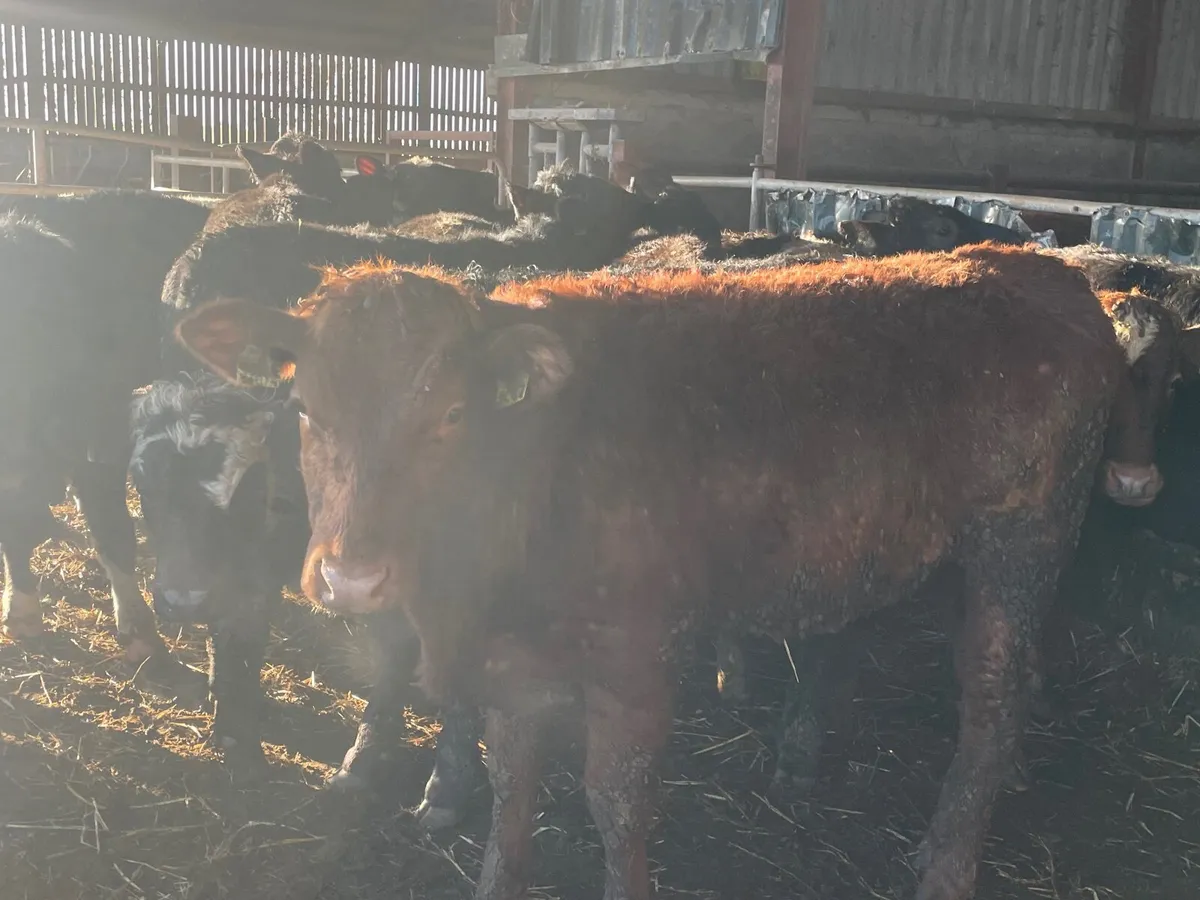 18 super store bullocks - Image 1