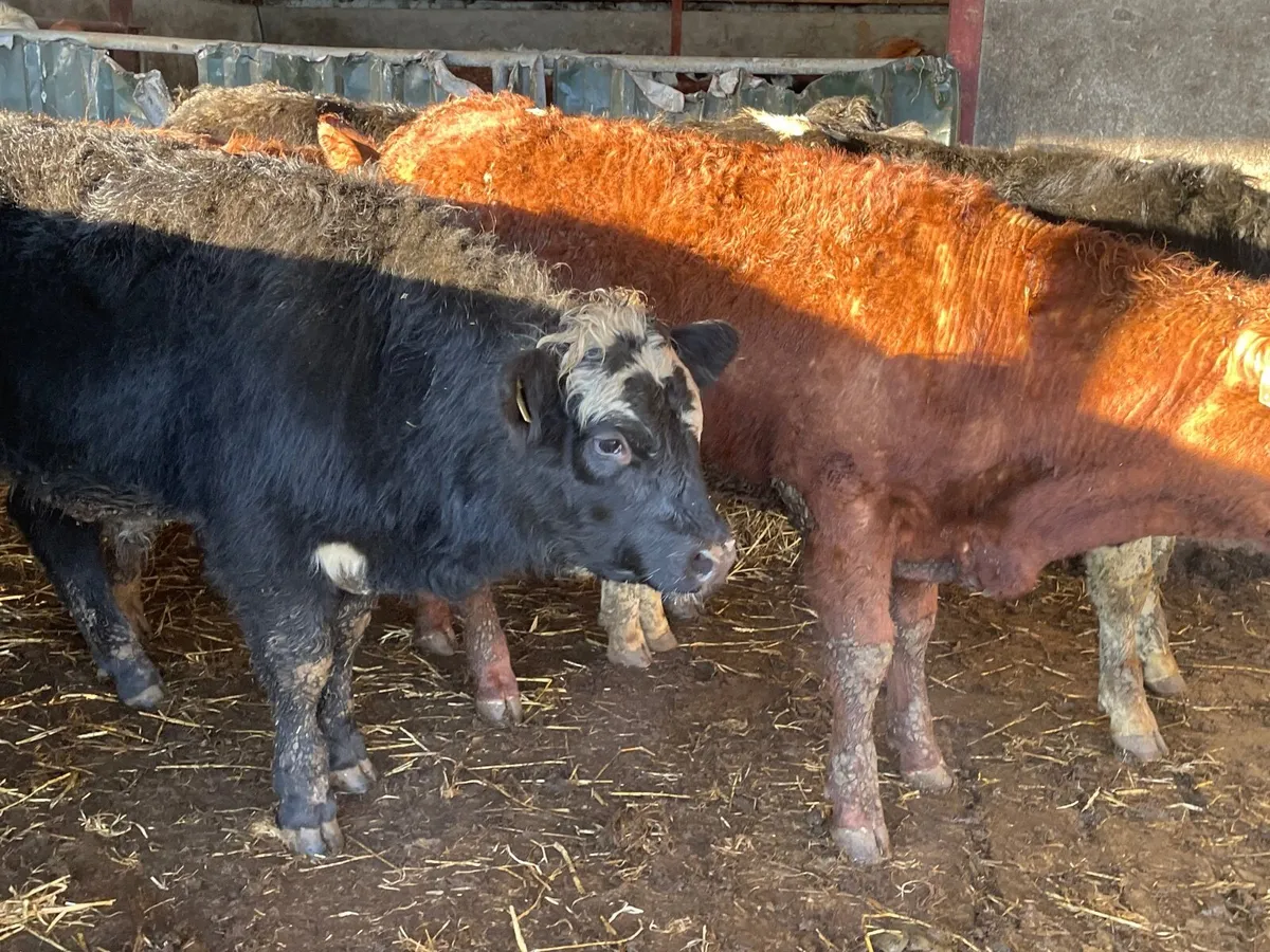 18 super store bullocks - Image 3