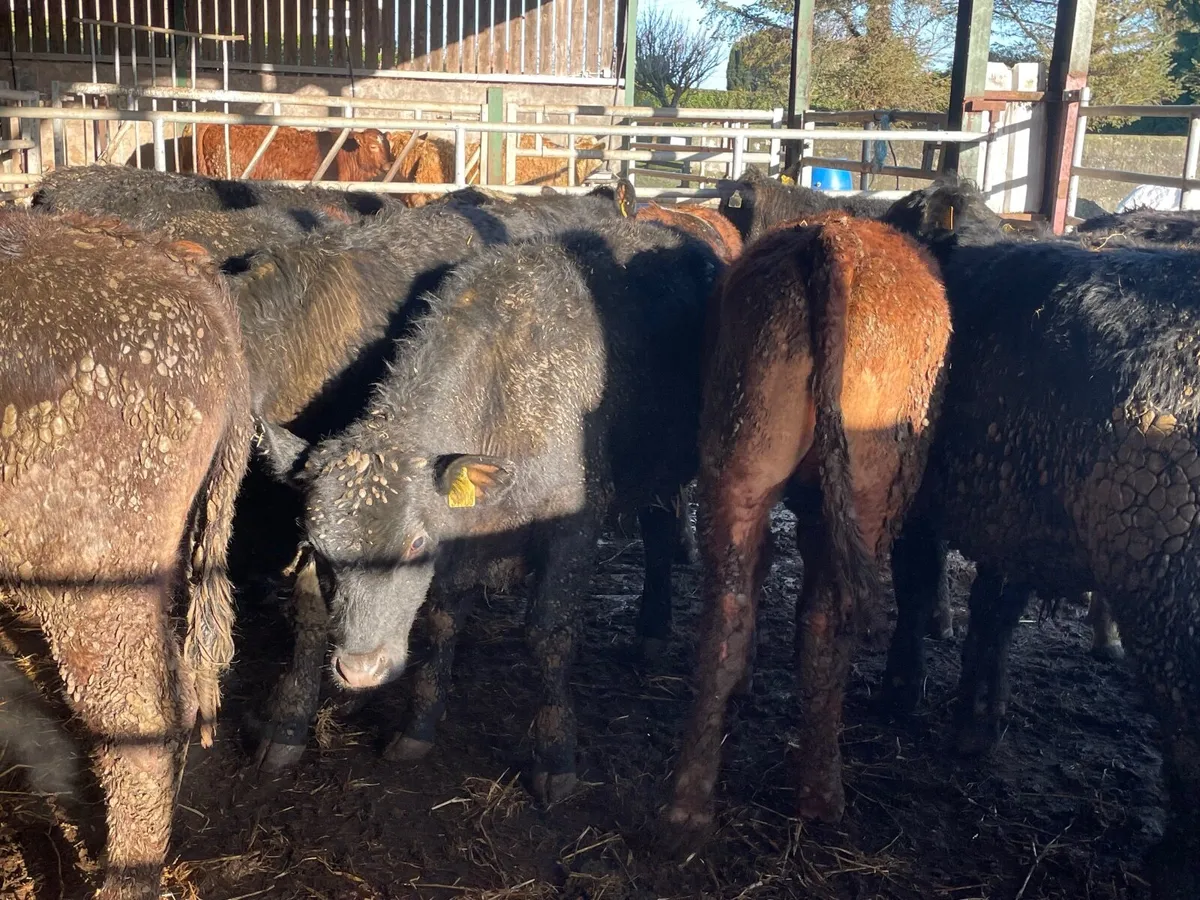 18 super store bullocks - Image 4