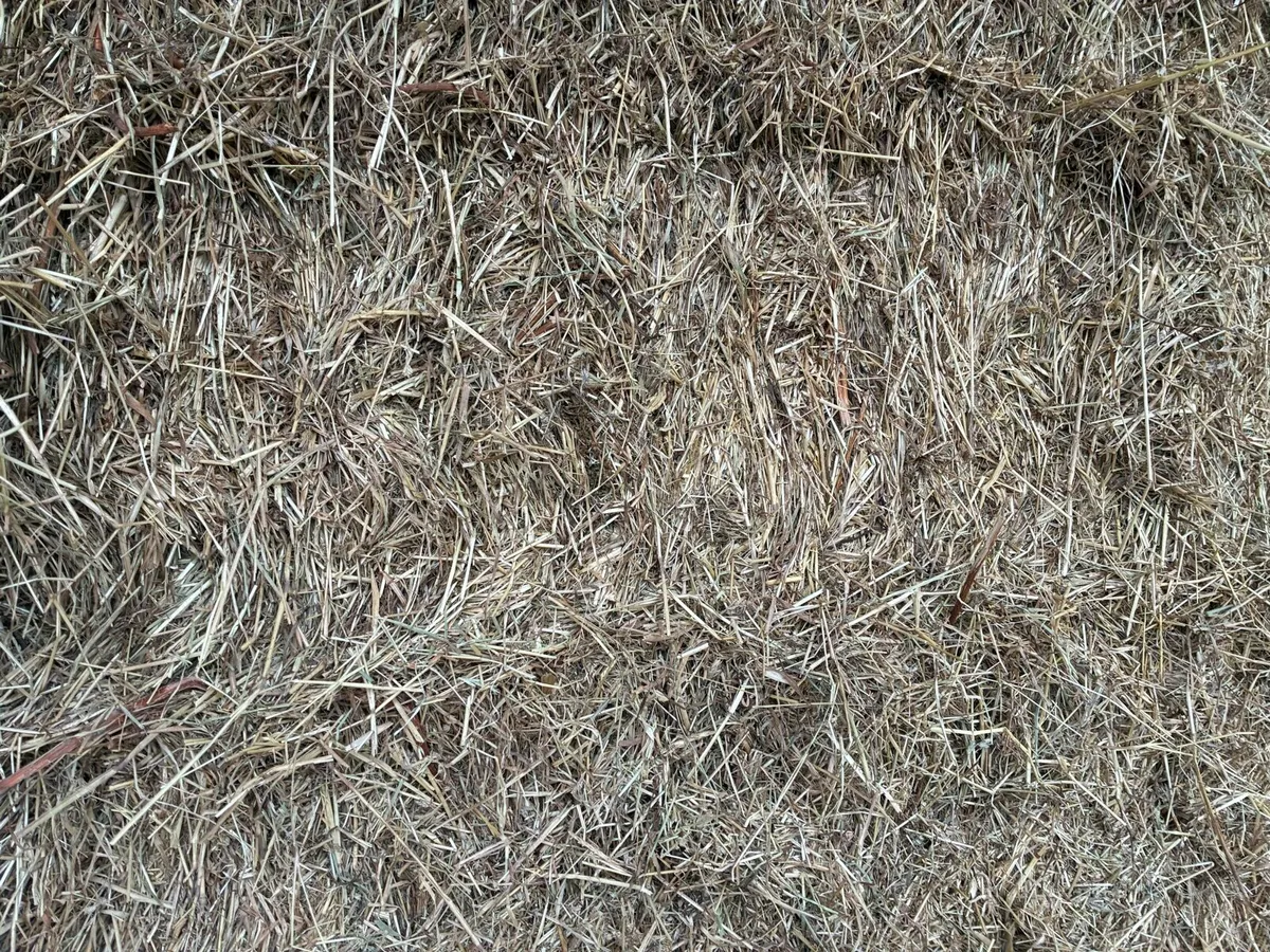 Hay - Image 1