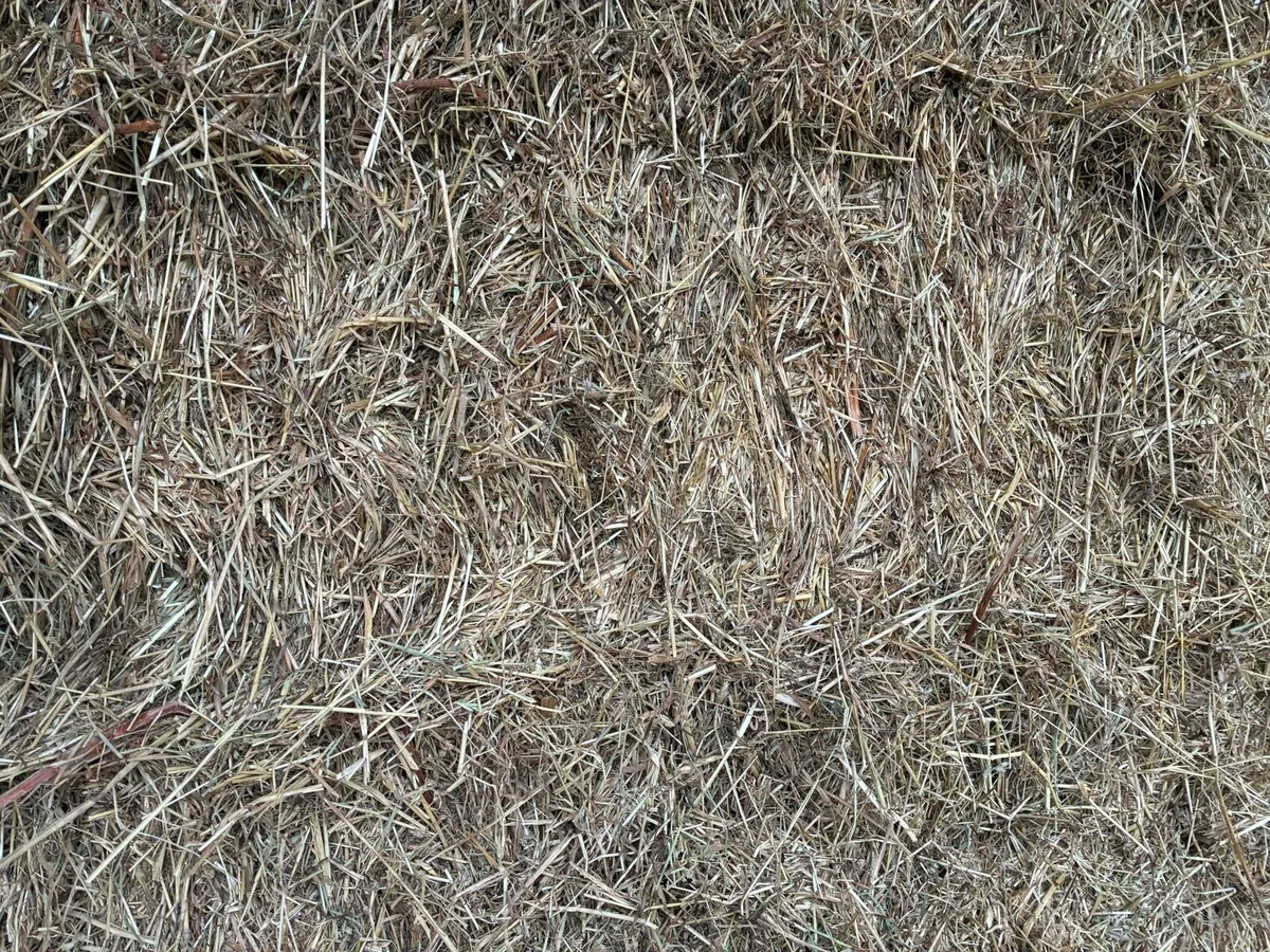 Hay - Image 2