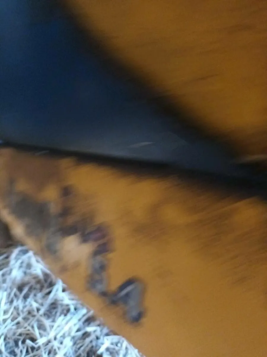 Hedge cutter - Image 4