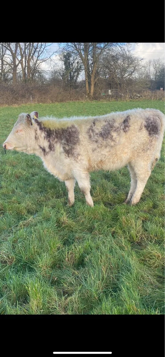 Roan Heifer - Image 1