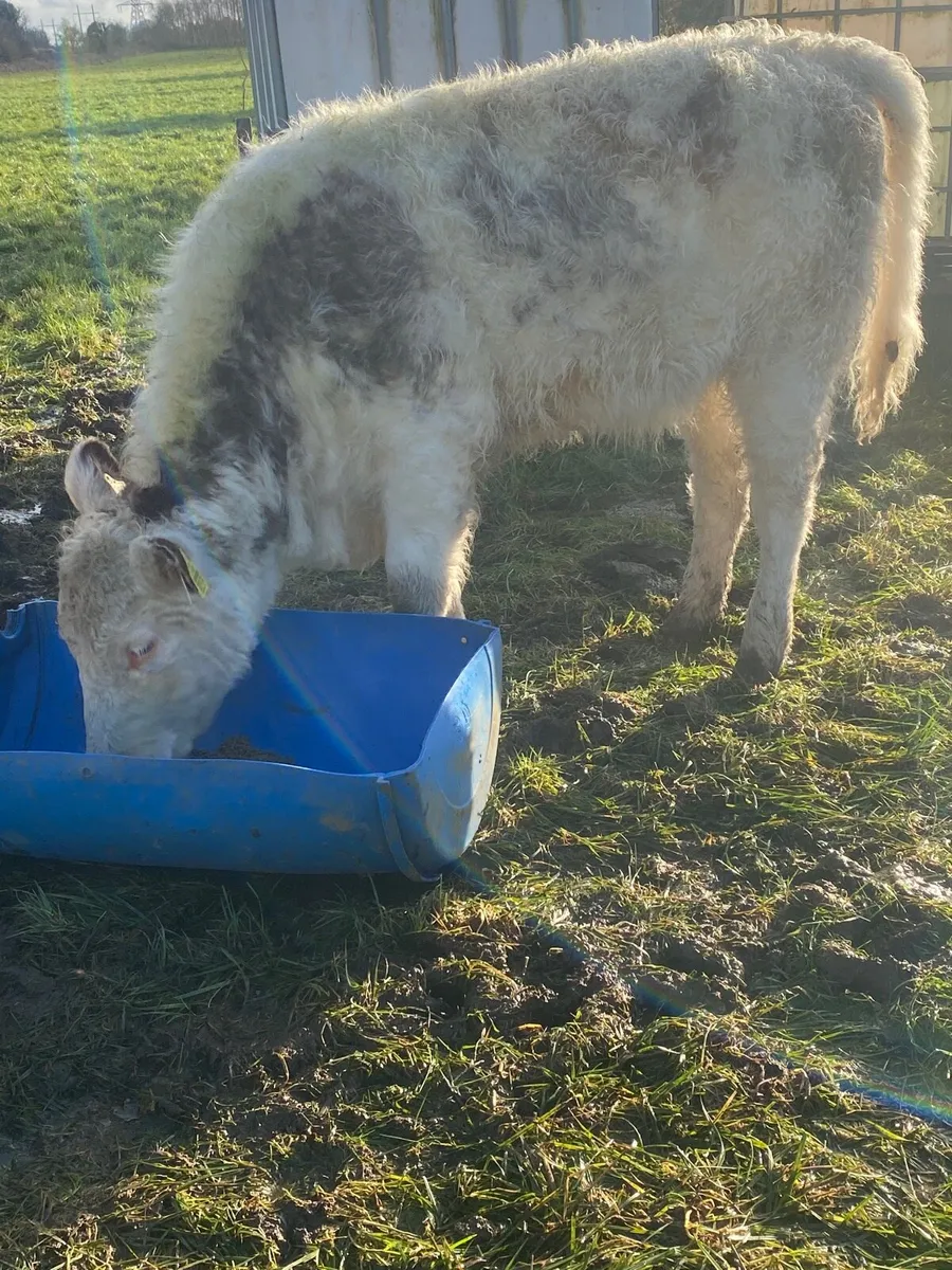 Roan Heifer - Image 3