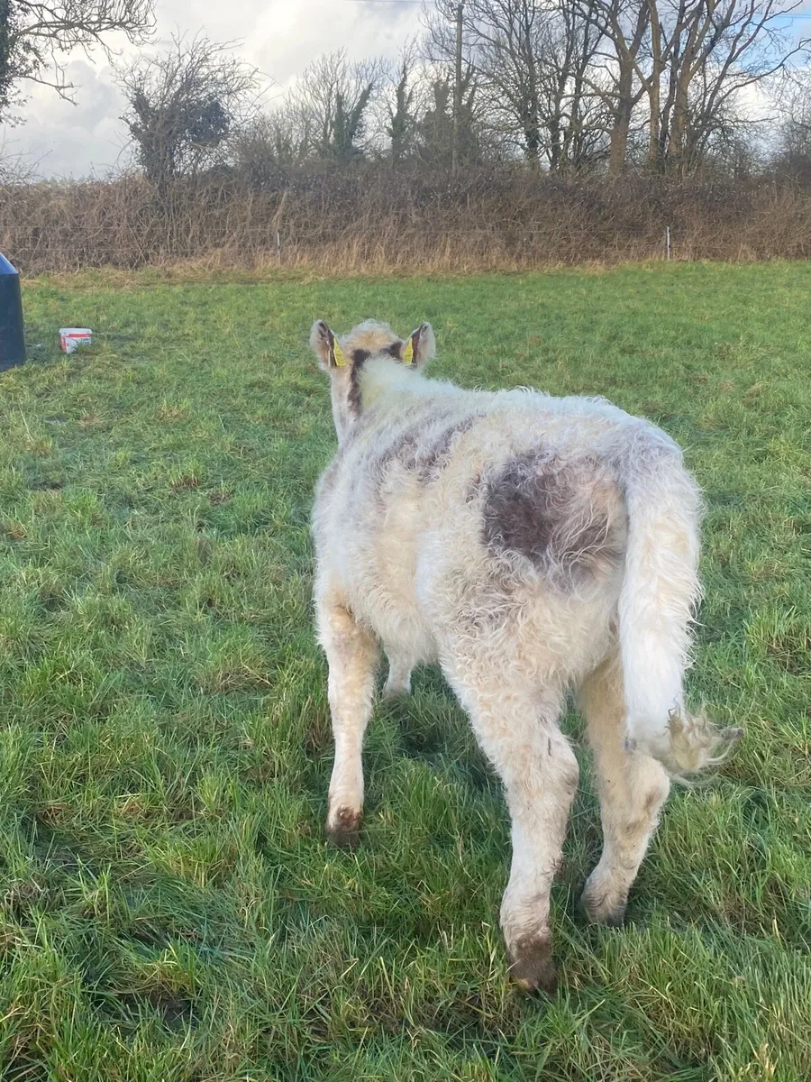 Roan Heifer - Image 4