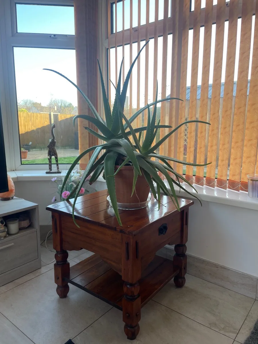 Aloe Vera Plant - Image 1
