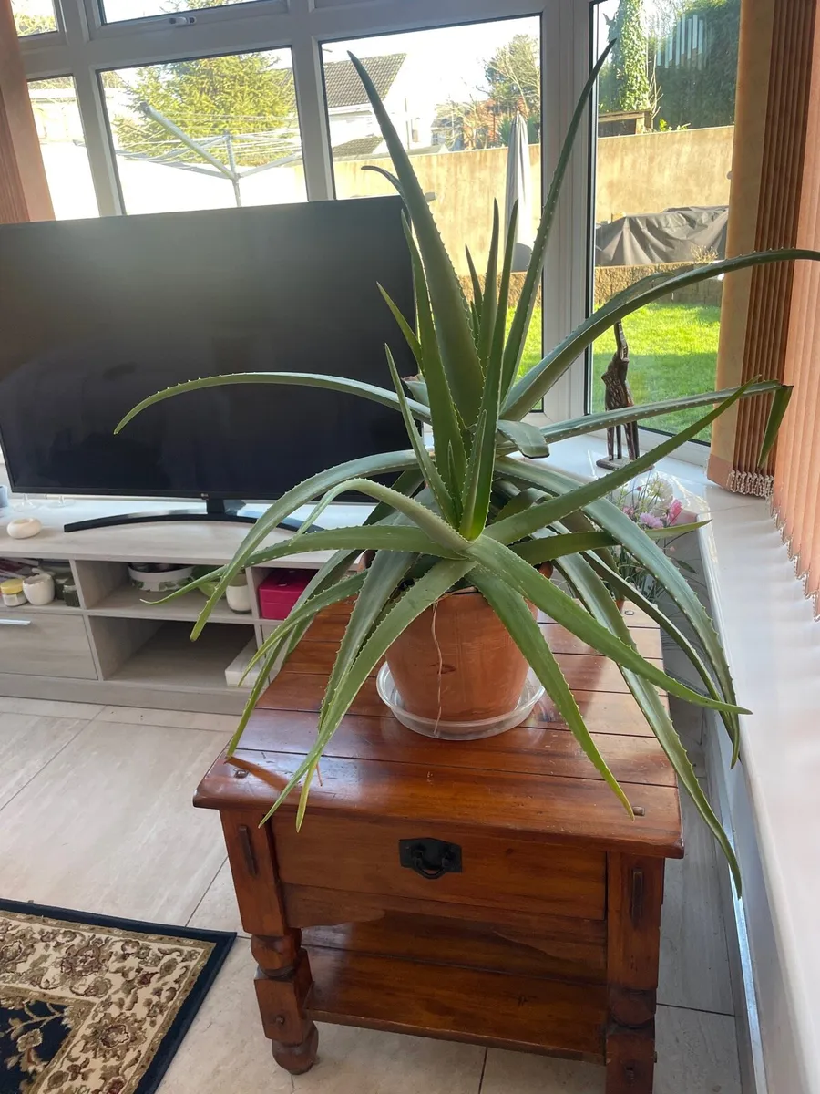 Aloe Vera Plant - Image 2