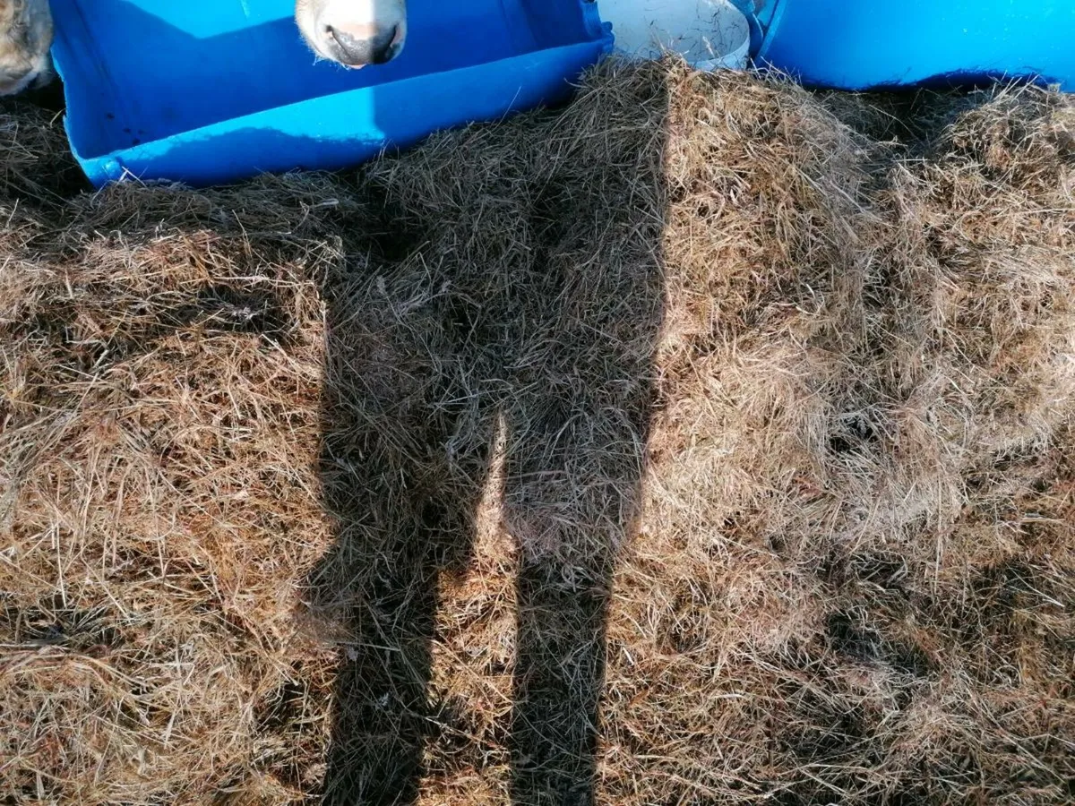 Bales of haylage - Image 2