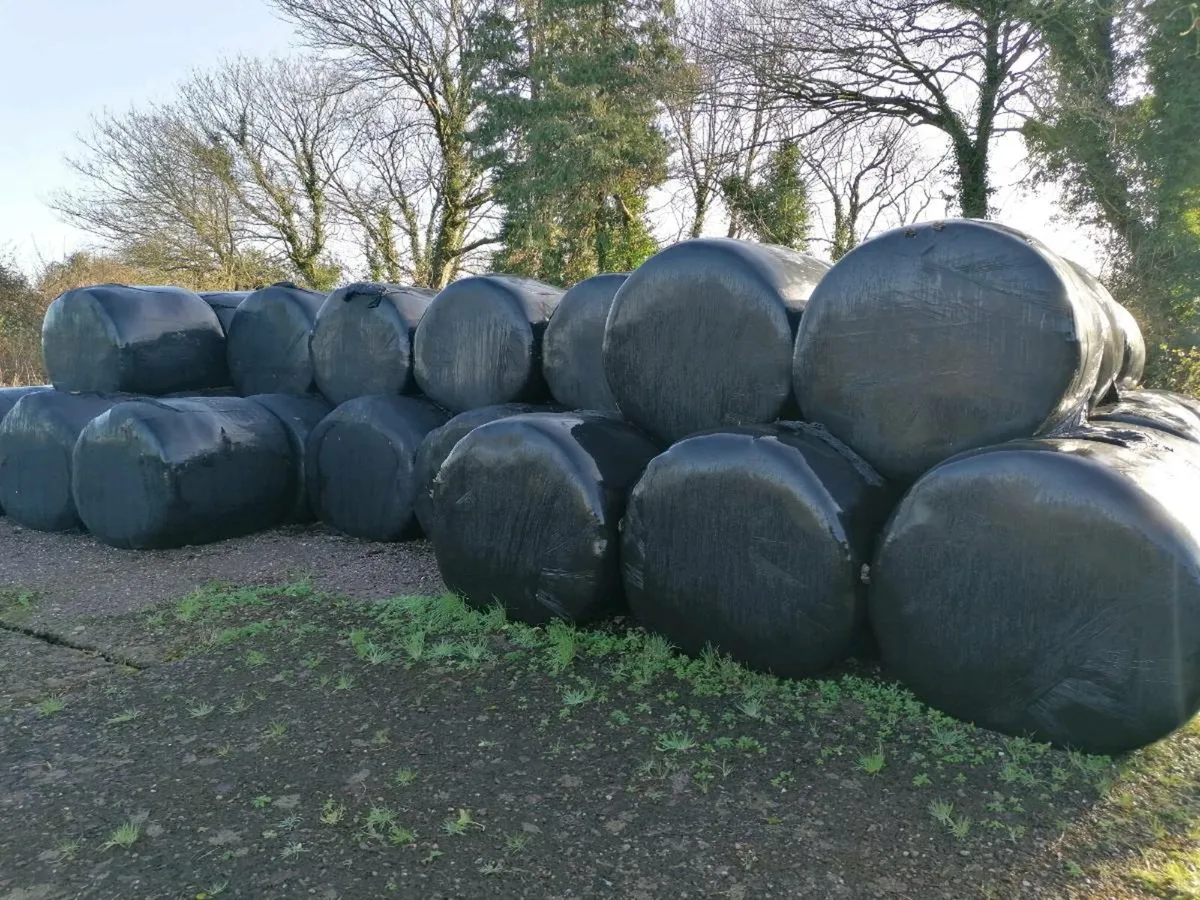 Bales of haylage - Image 1