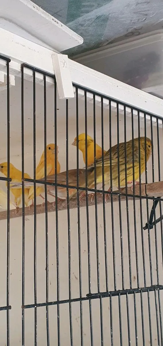 Canary - Image 3