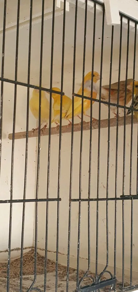 Canary - Image 4