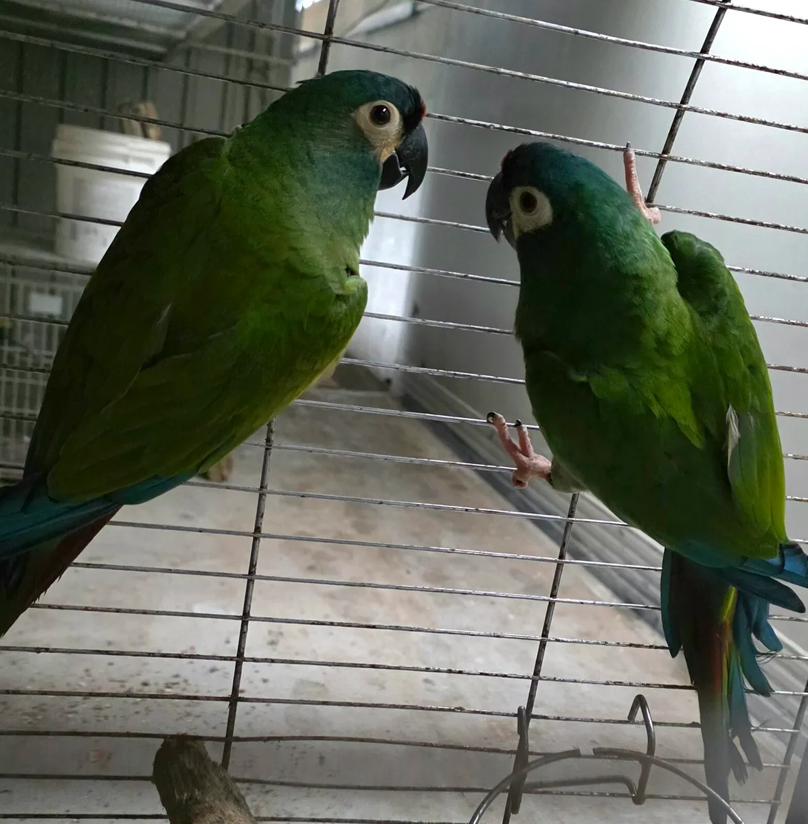 Illager macaws