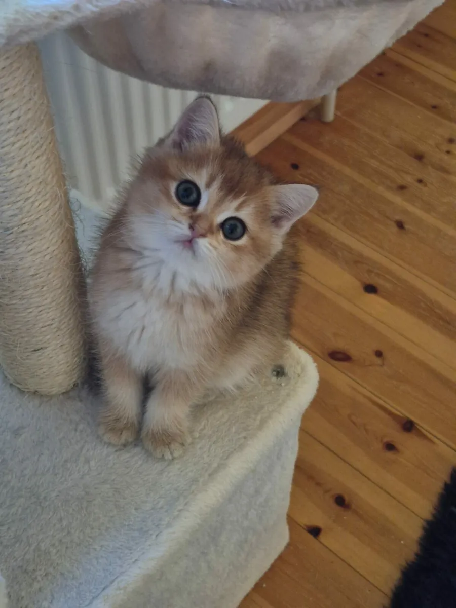 Golden short-hair british kittens - Image 2