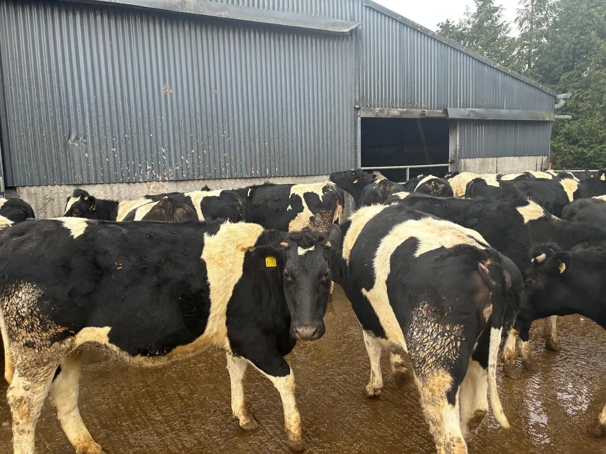 In Calf Heifers - Image 2