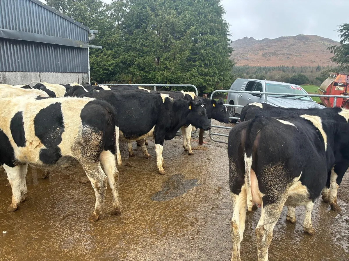 In Calf Heifers - Image 3