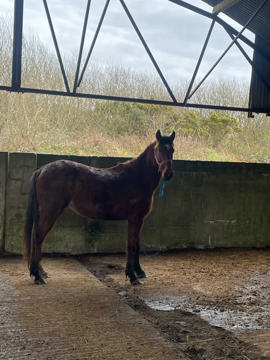 4 yr old gelding - Image 1