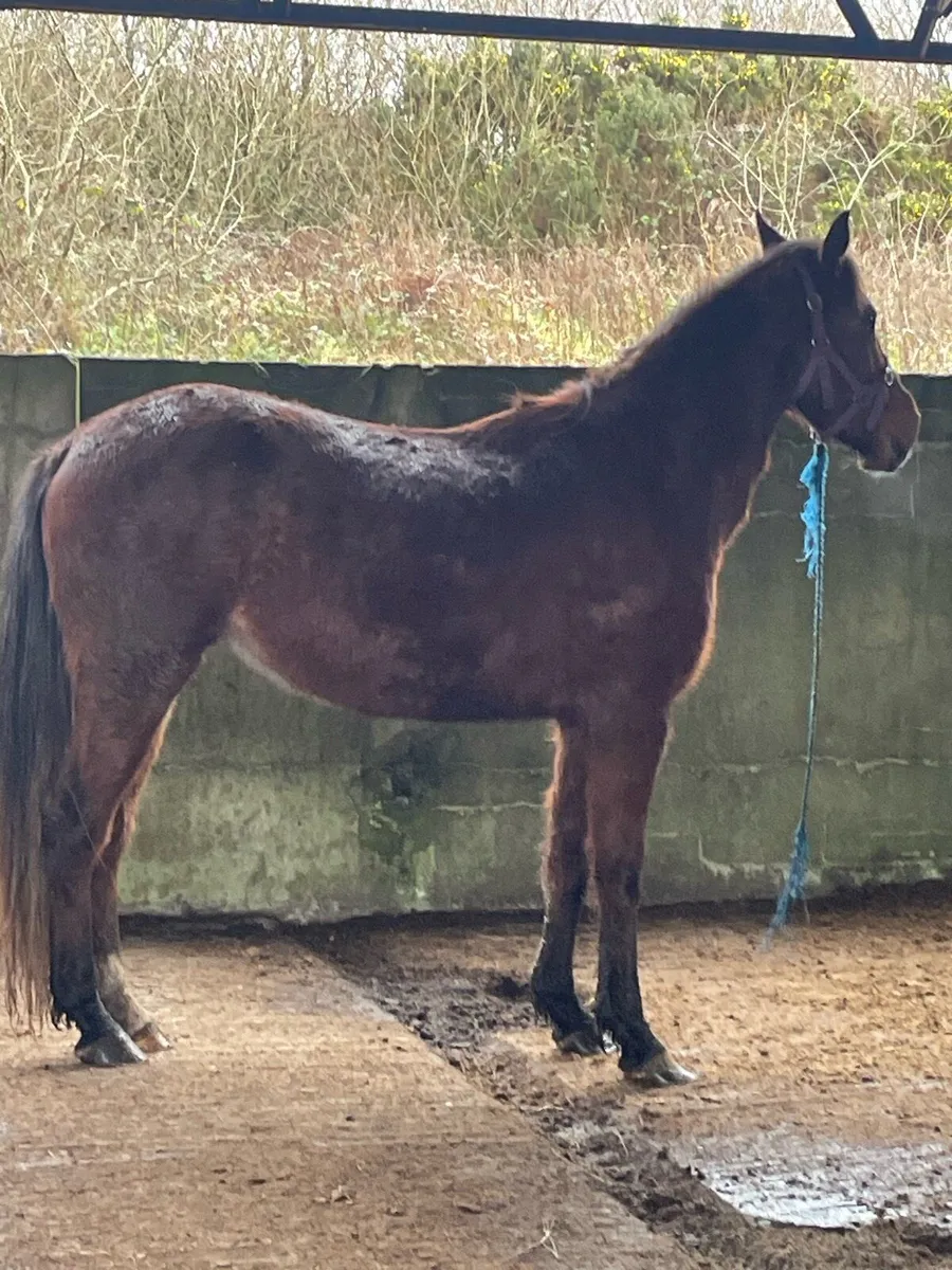 4 yr old gelding - Image 2