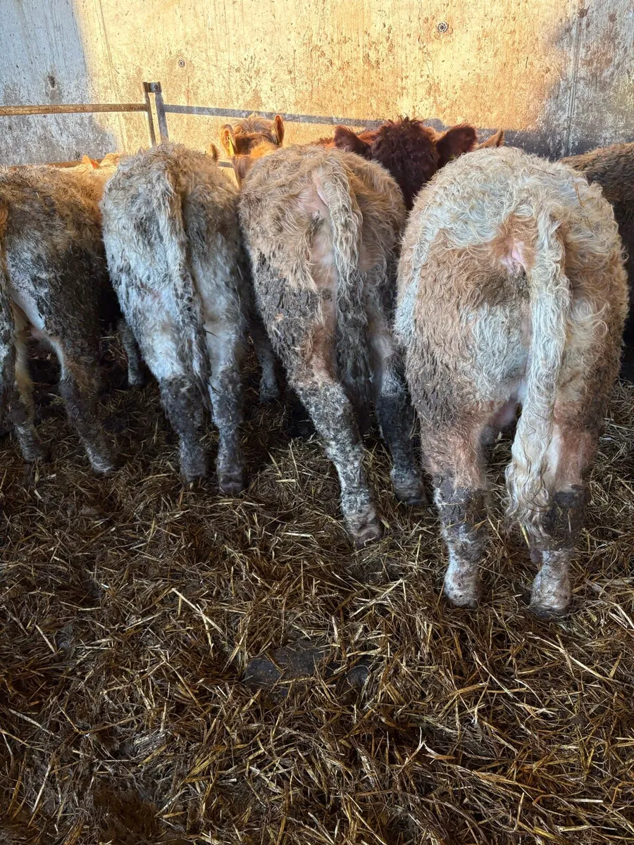 10 super Charolais bullocks - Image 4