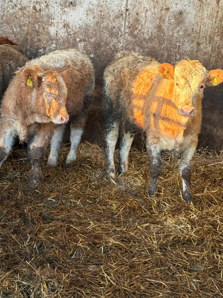 10 super Charolais bullocks - Image 2